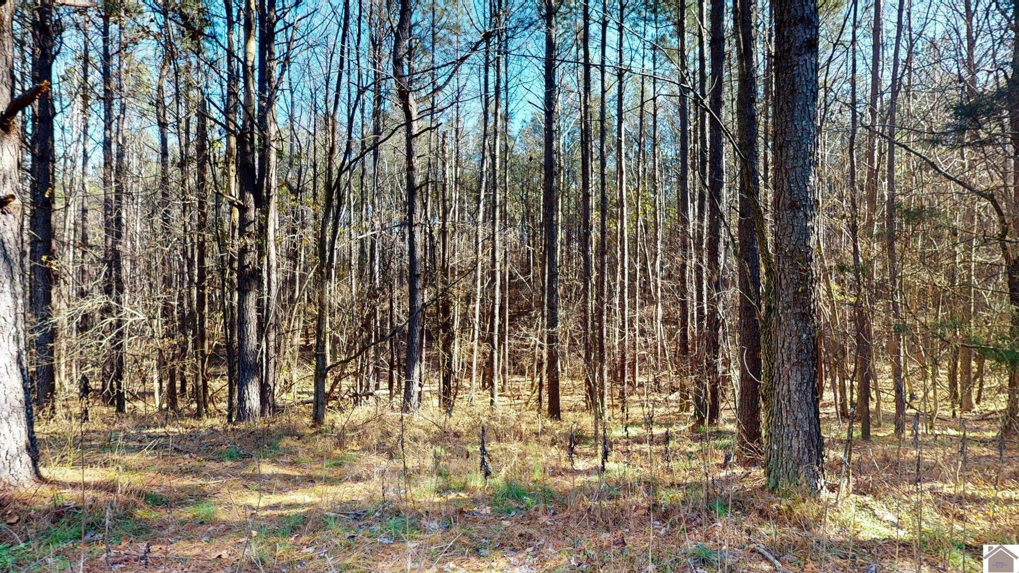 Protemus Road Murray, KY 42071 - Photo 11 of 15 Photo 11