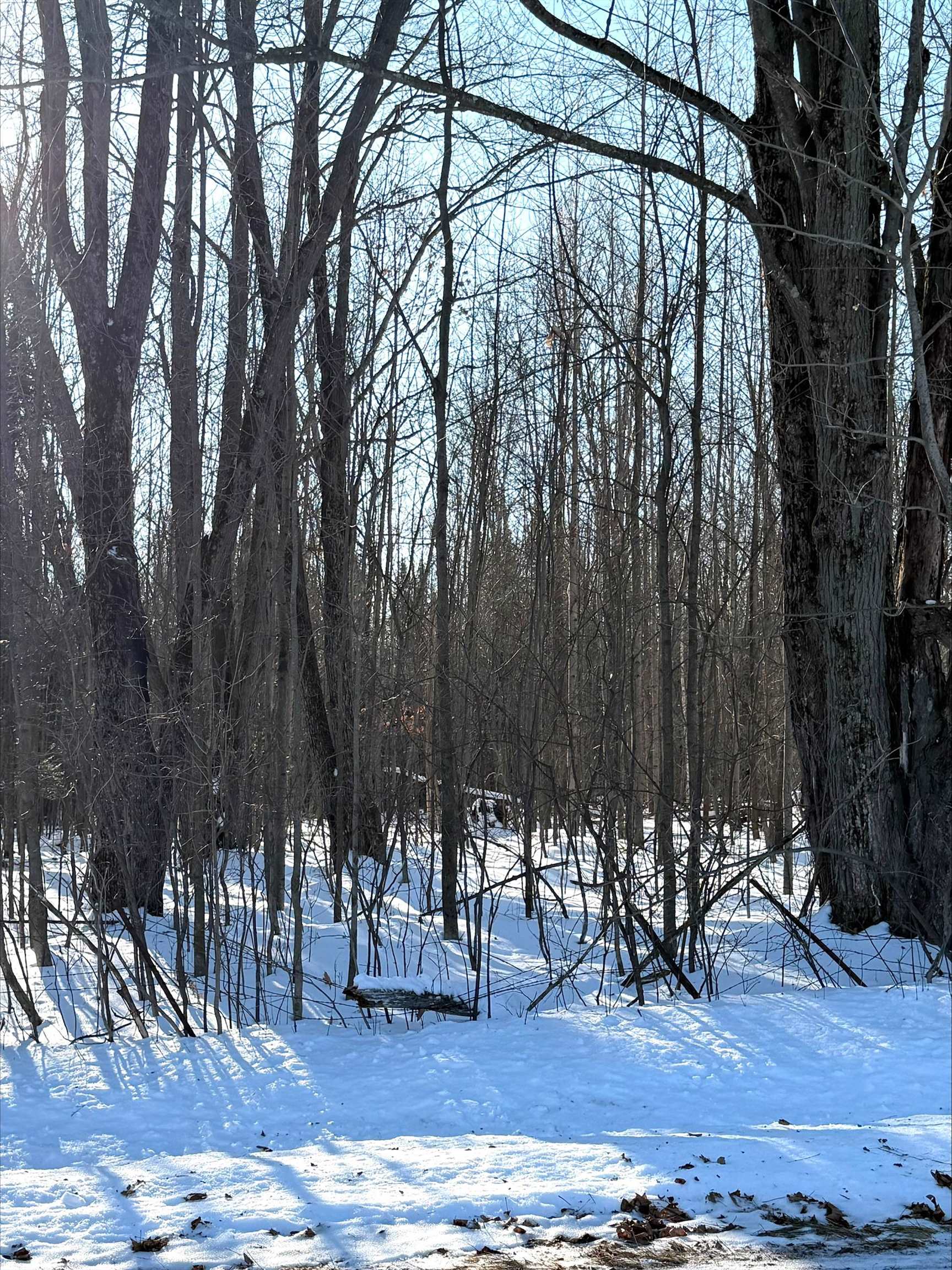 5.7-acres Forest Road Mosinee, WI 54455 - Photo 1 of 1 Gallery Image 1