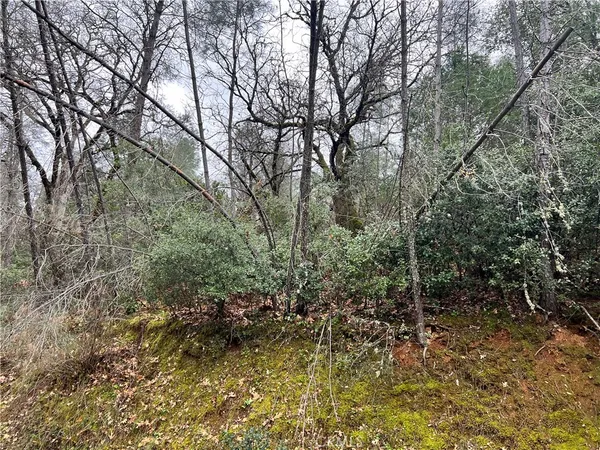 a view of forest