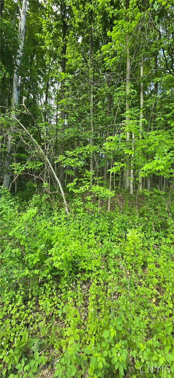 Saunders Road Clinton, NY 13323 - Photo 3 of 11