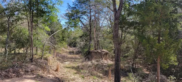 a view of forest