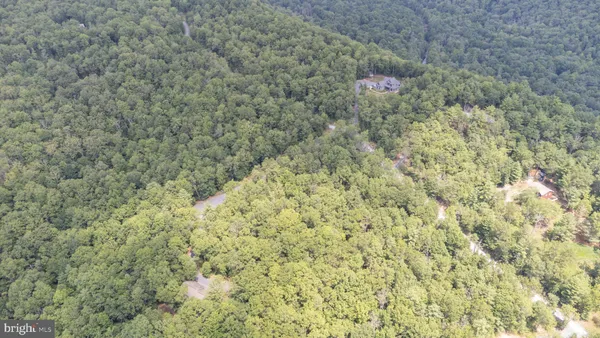 a close view of a forest