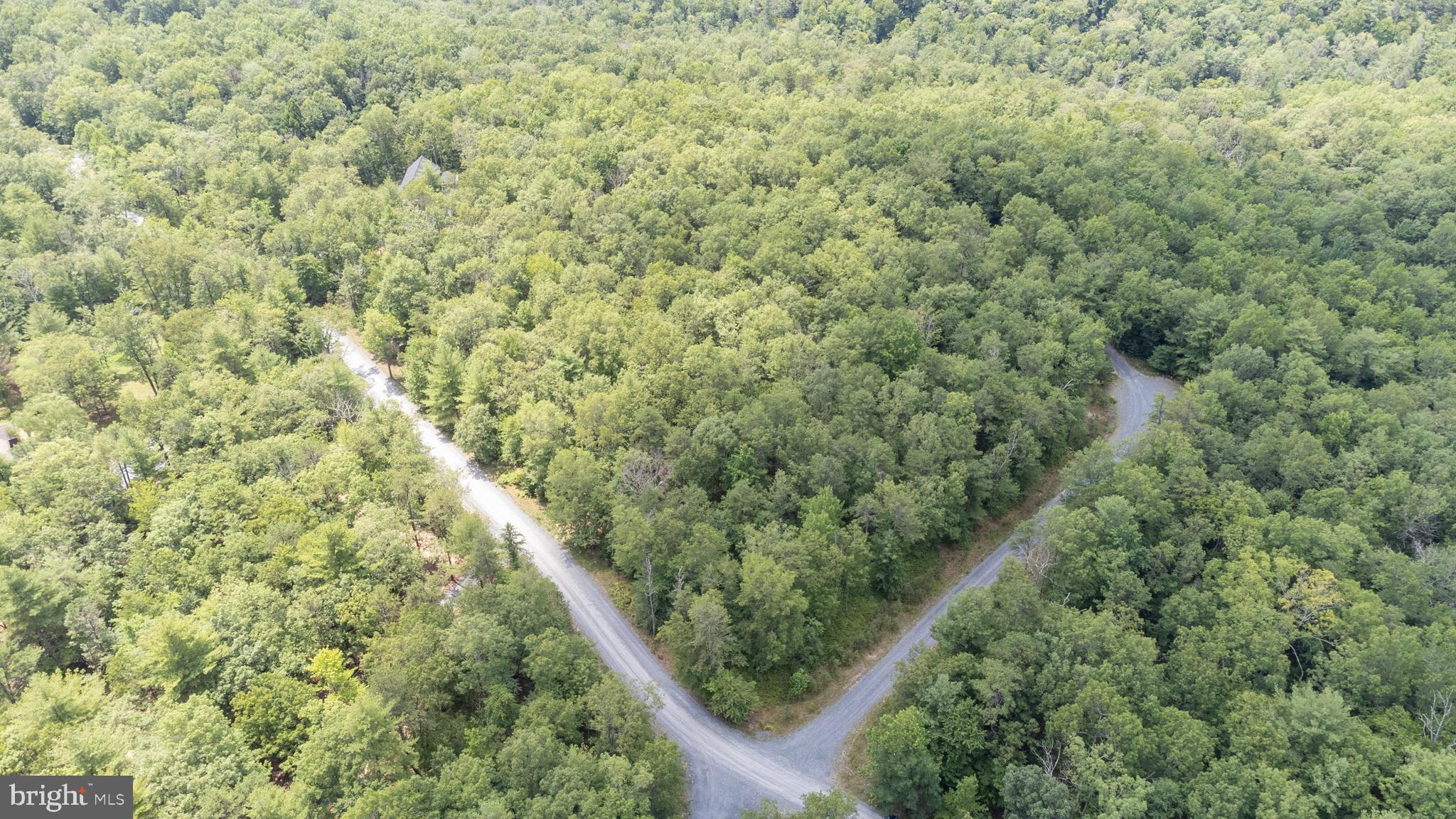 Tbd Birds Nest Road Hinton, VA 22831 - Photo 17 of 20 a close up of a plant in a field