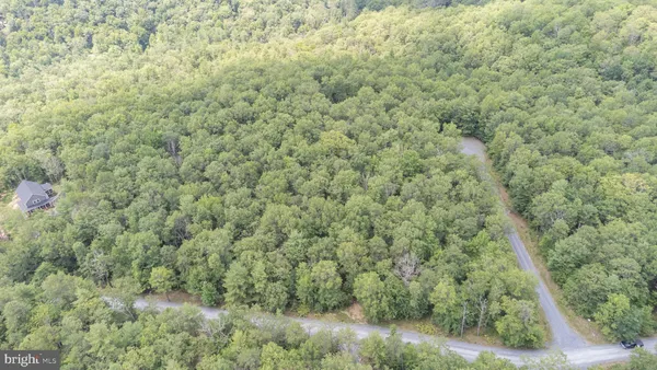 a view of a forest with lots of trees