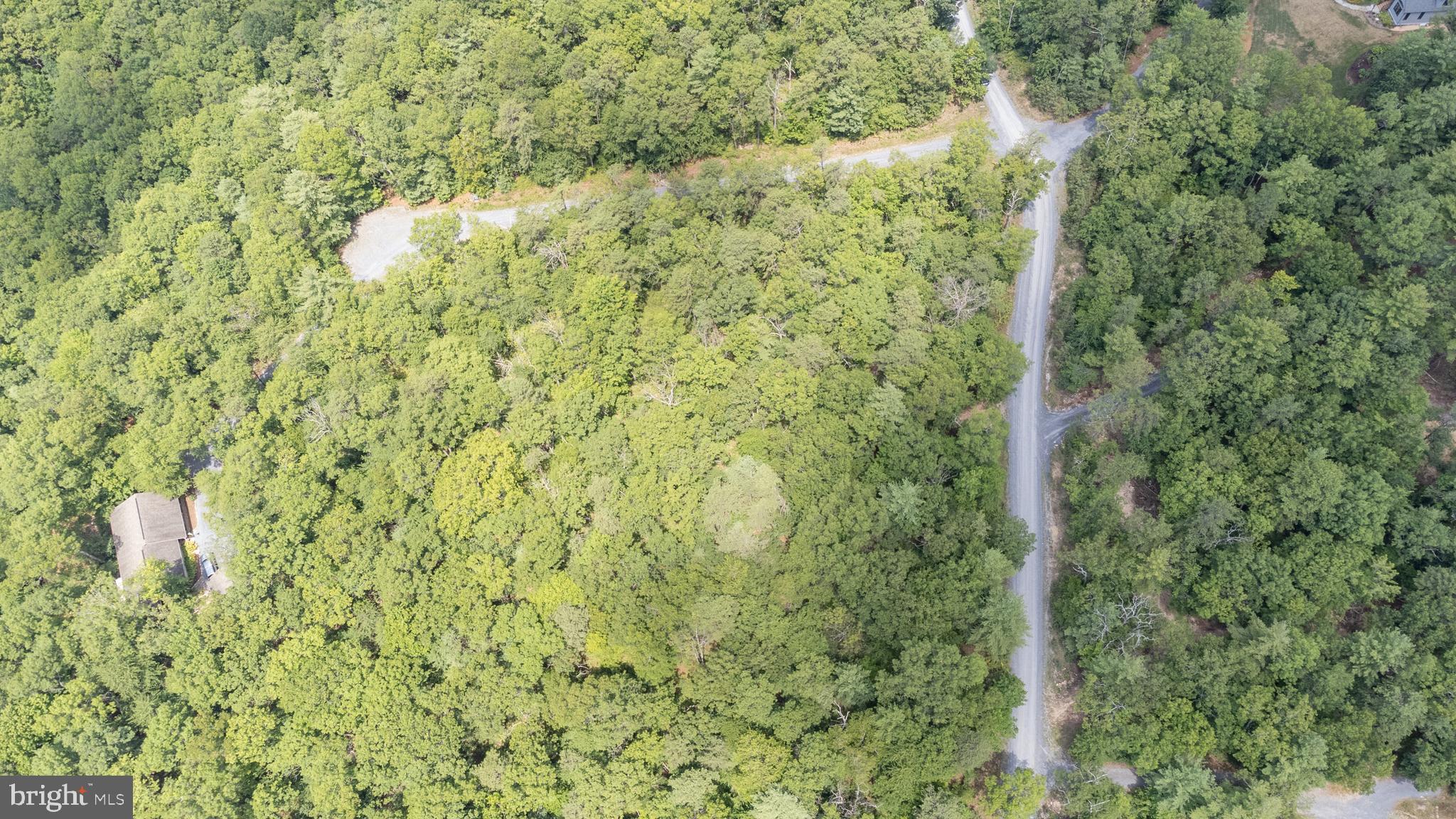 Tbd Birds Nest Road Hinton, VA 22831 - Photo 19 of 20 a close up of a plant