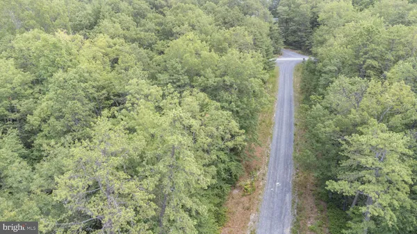a close up of a tree in a yard