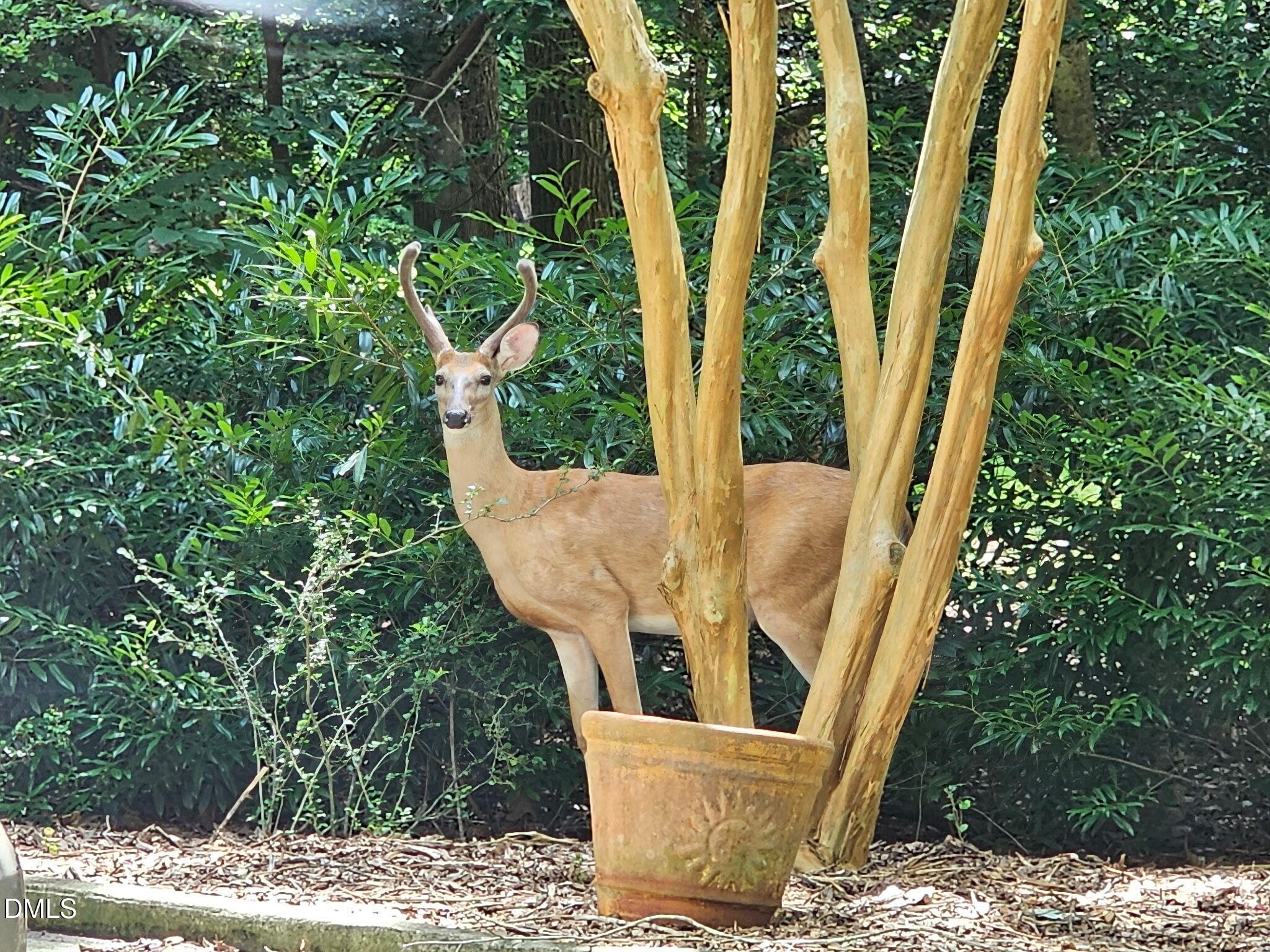 12413 Hardee Road Raleigh, NC 27614 - Photo 61 of 63 a view of outdoor space and yard