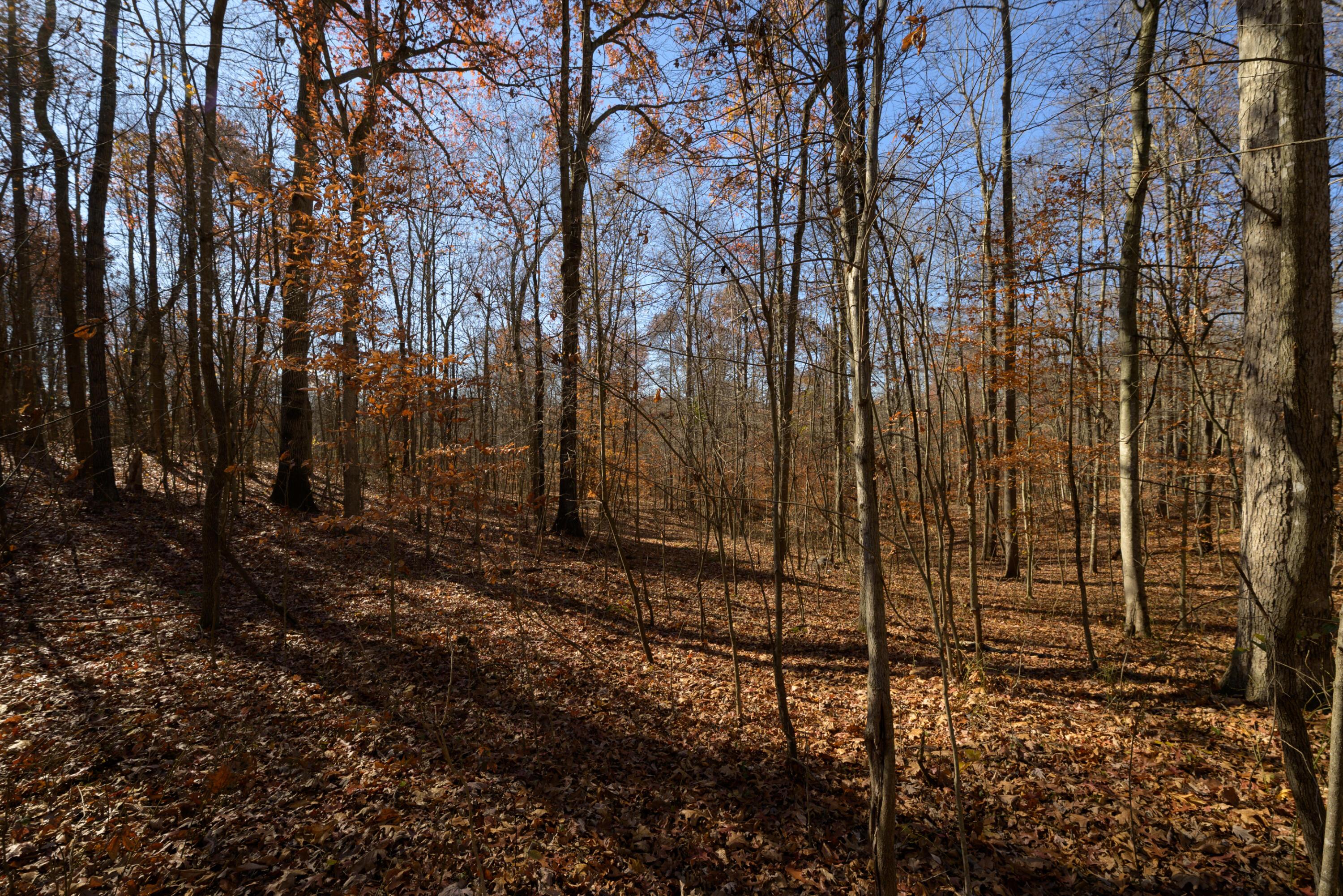 0 Morning Star Road Racine, OH 45771 - Photo 11 of 18 SPS_4159 (1)