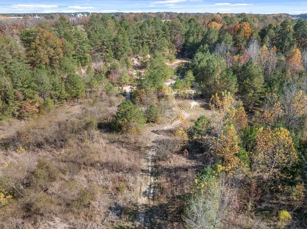 a view of a forest with a street