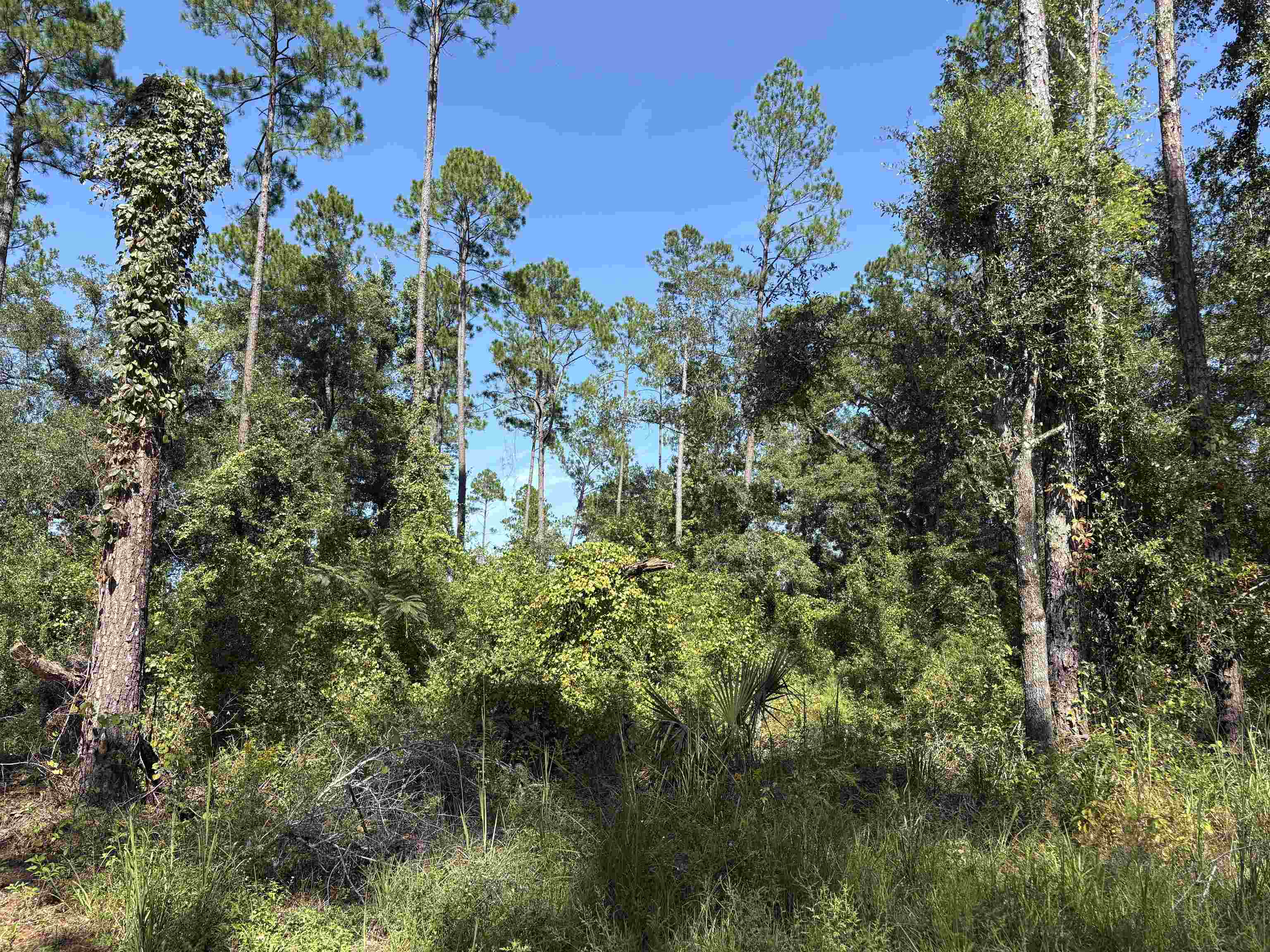 0 Walker Springs Road Monticello, FL 32344 - Photo 6 of 11 Gallery Image 6