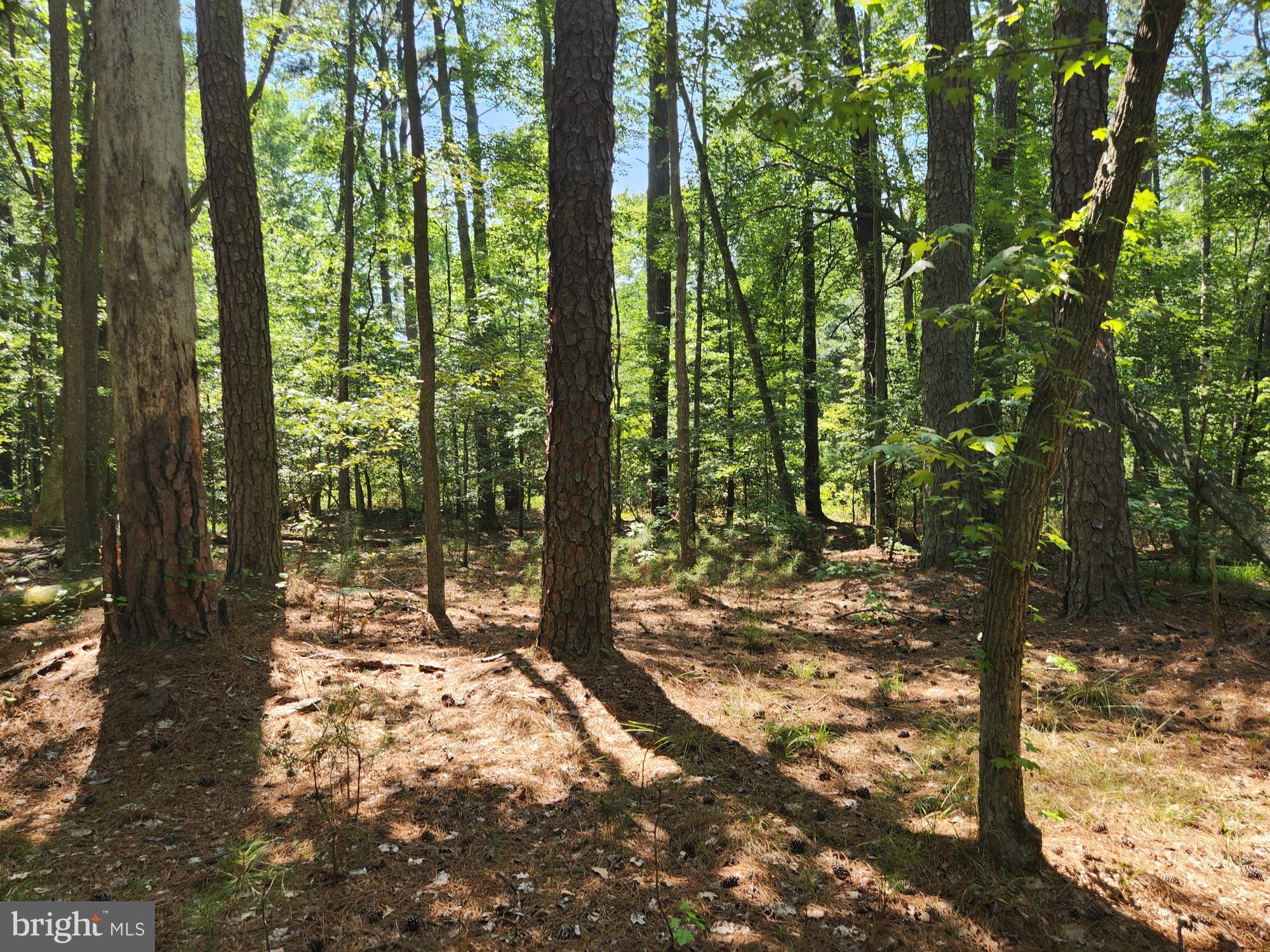 Point Lookout Road Scotland, MD 20687 - Photo 15 of 19 Privacy abounds