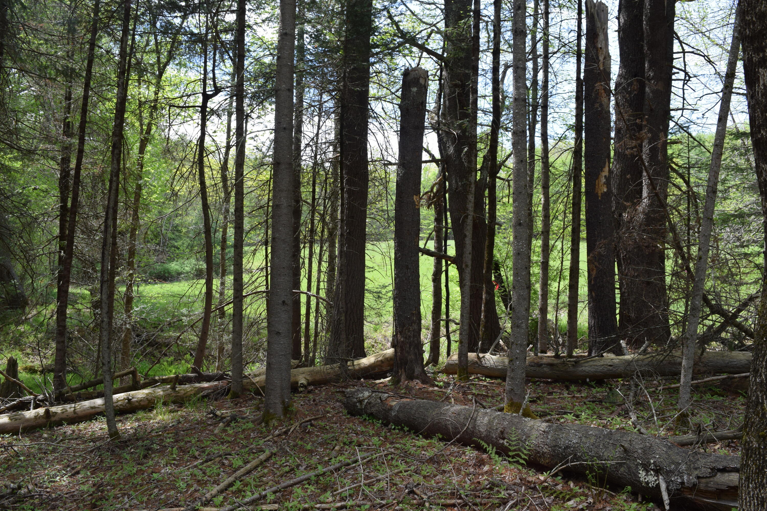 Lot #30 Potter Road Lisbon, ME 04252 - Photo 9 of 13 DSC_1237
