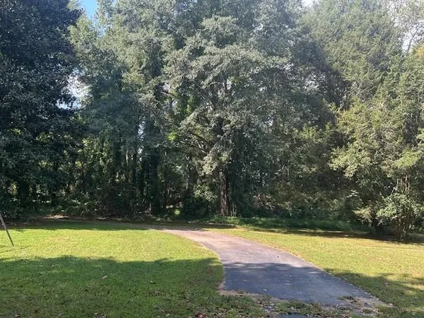 a view of a yard with plants and large trees