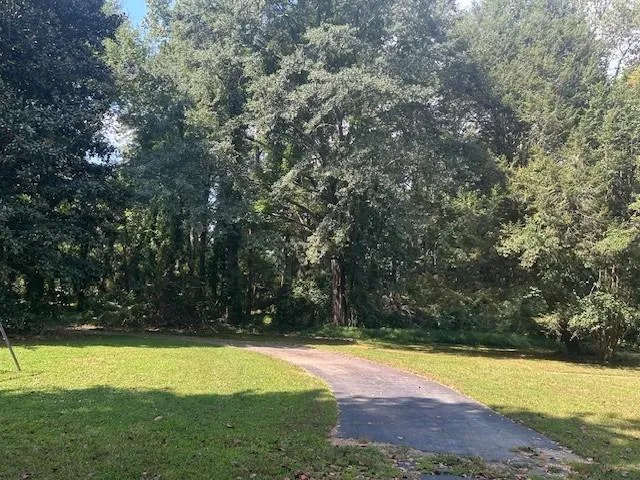 a view of a yard with plants and large trees