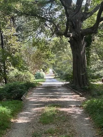 a view of a yard with a tree
