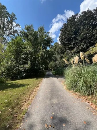 a view of a lush green forest