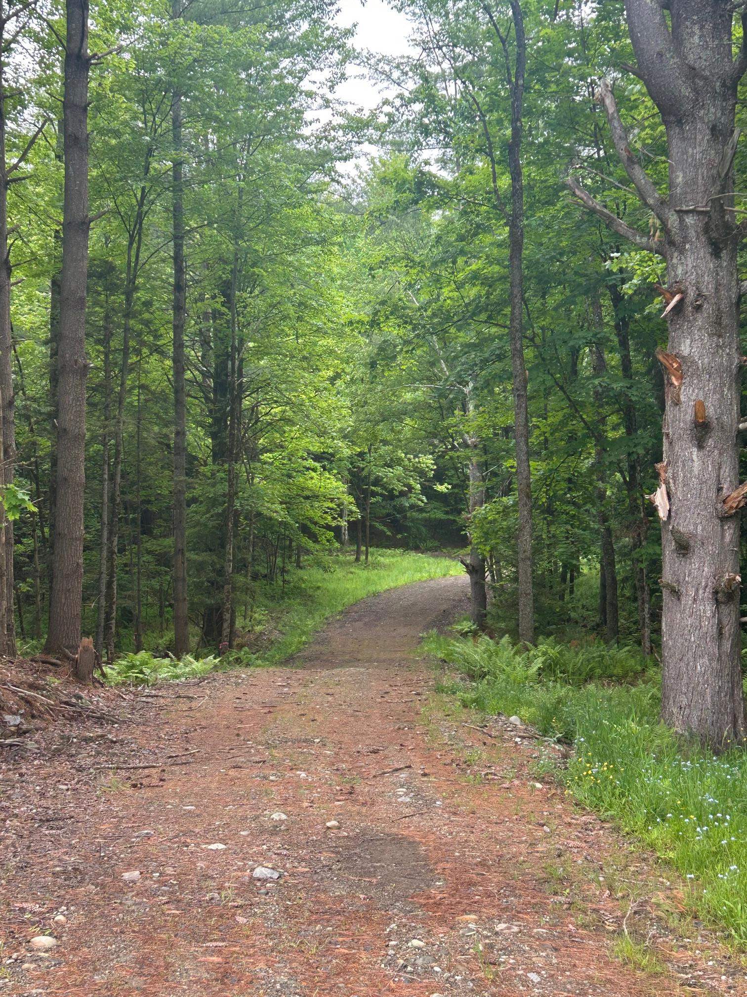 0 Rocky Road Johnson, VT 05656 - Photo 16 of 22
