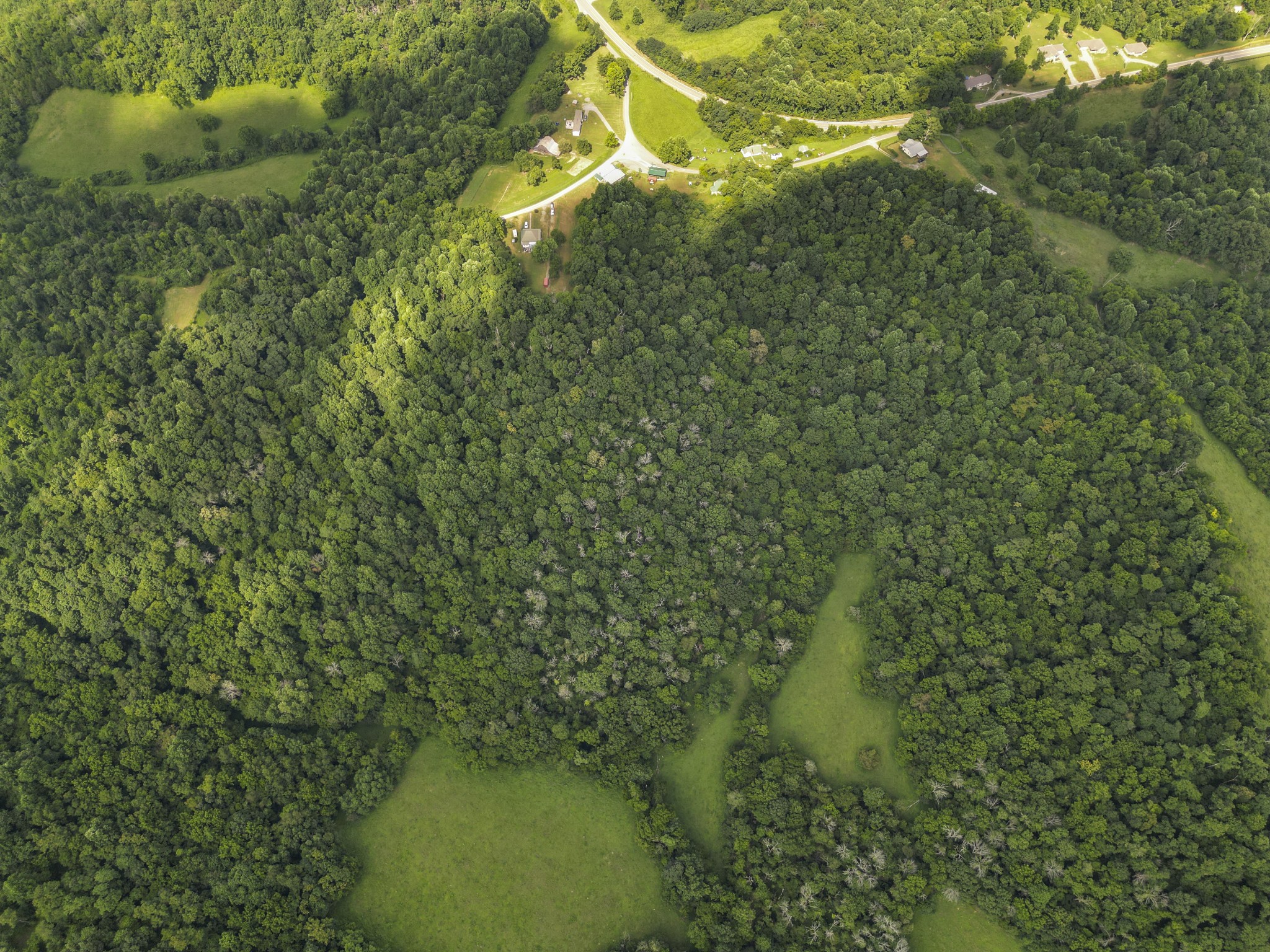 0 Poor Grab Road Petersburg, TN 37144 - Photo 8 of 9 a view of a yard