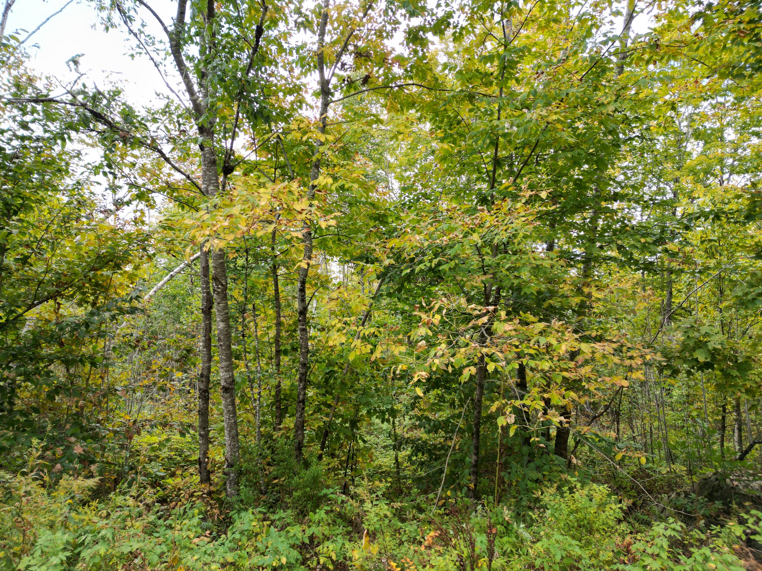 Tbd Forest Lane Carroll Plt, ME 04487 - Photo 16 of 16 DJI_0014
