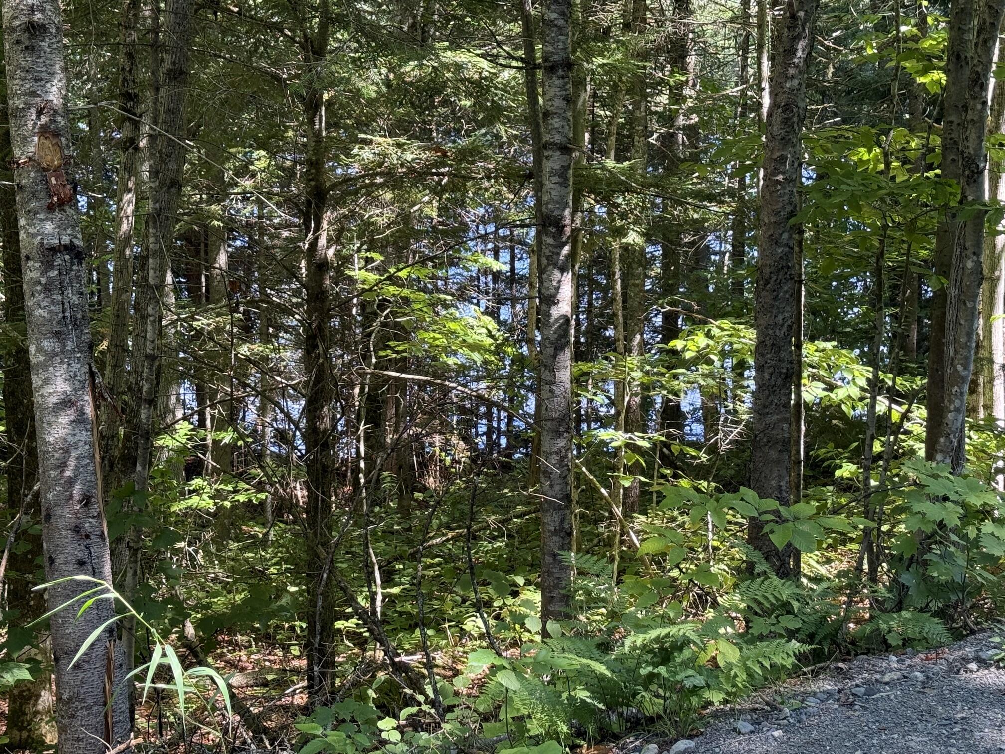 Lower Wilson Pond 6