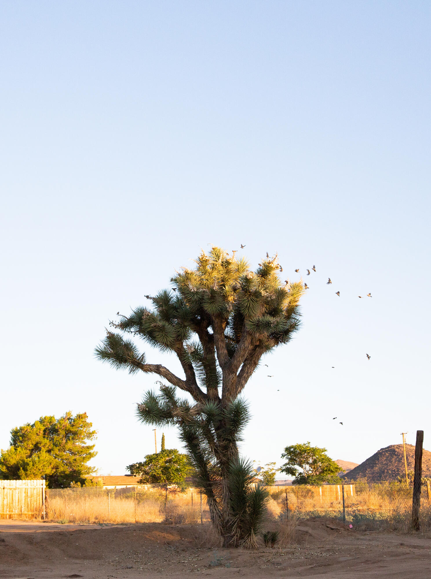 382 Cherokee Trail Yucca Valley, CA 92284 - Photo 62 of 66 a view of lake