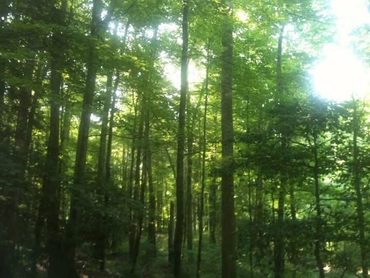 9999 Hales Fork Road Flat Lick, KY 40935 - Photo 20 of 47 IMG_0600
