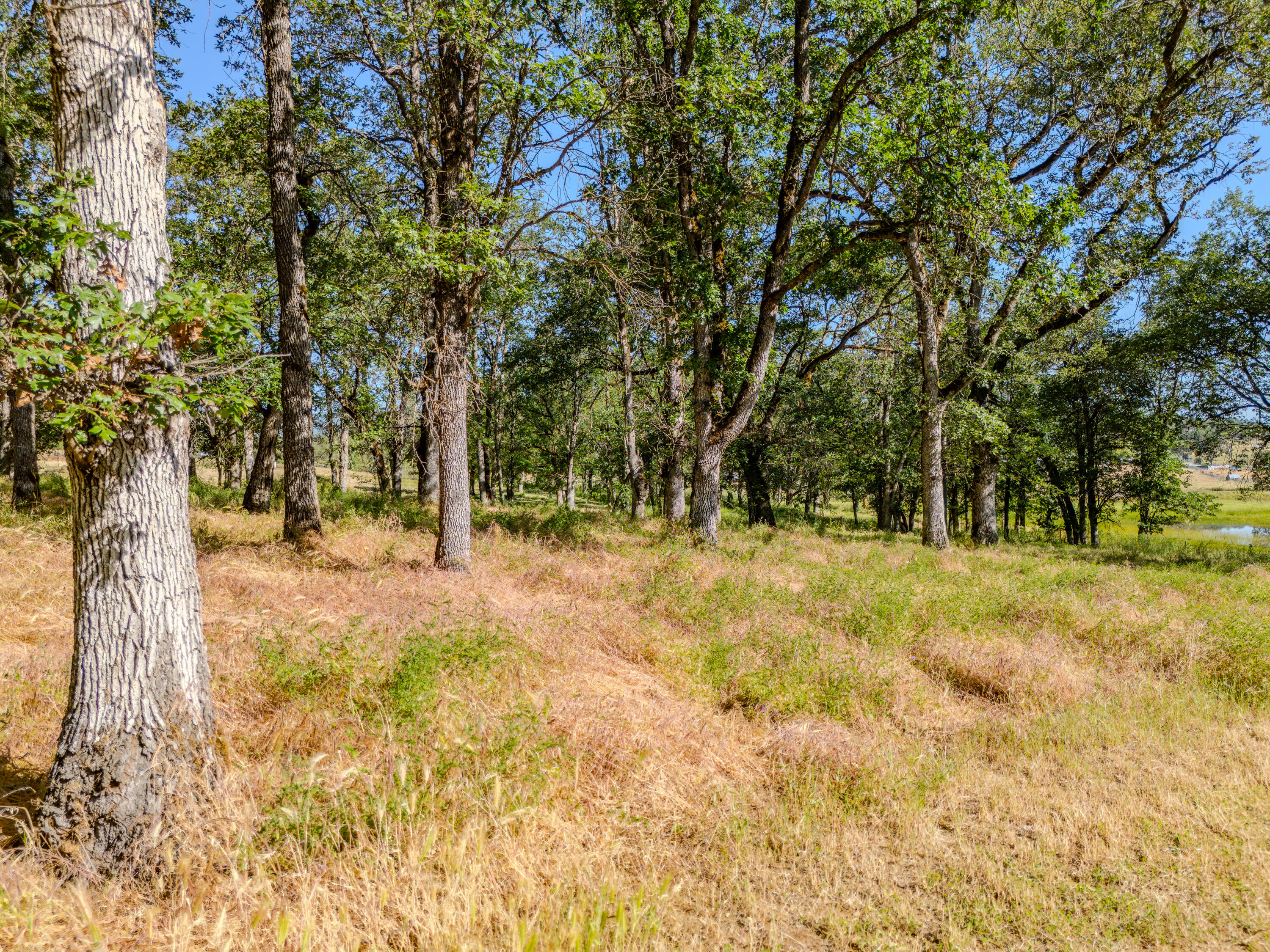 11775 Michael Road White City, OR 97503 - Photo 7 of 17 a view of outdoor space with trees