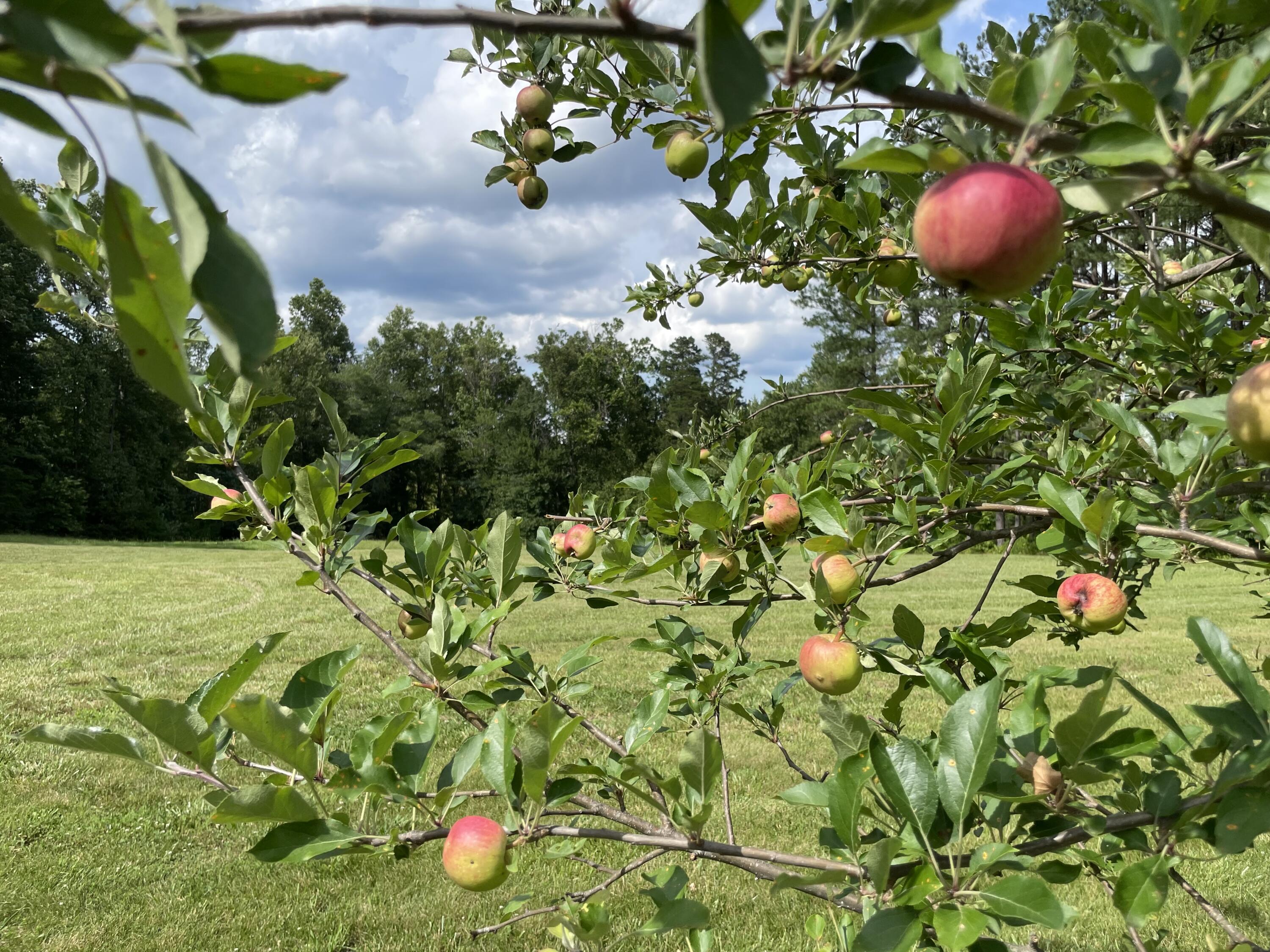 521 Piney Grove Road Gretna, VA 24557 - Photo 15 of 18 Fruit Tree