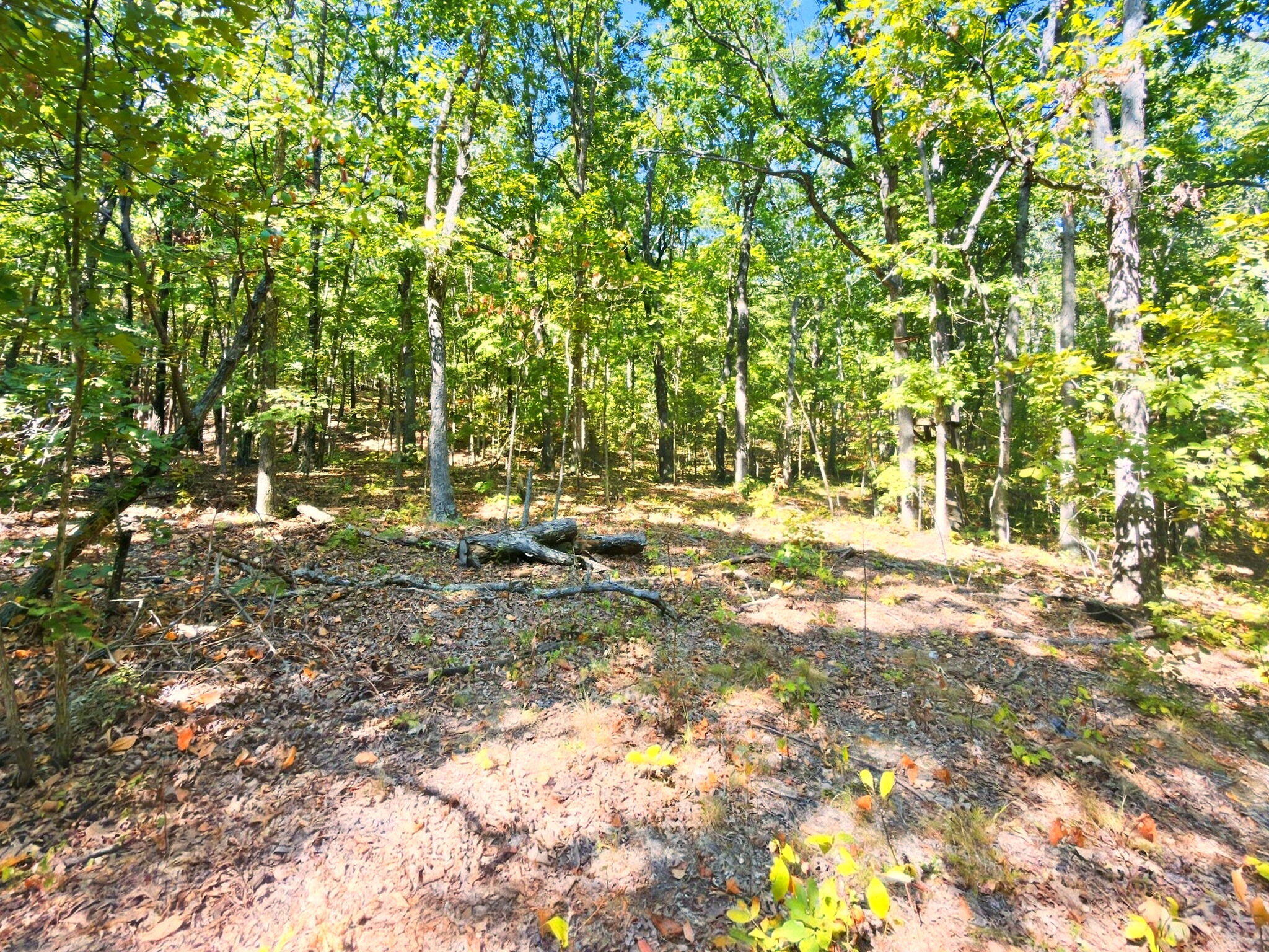 3723 Weaver Road Grovespring, MO 65662 - Photo 22 of 79 India Visser 3723 Weaver (26)