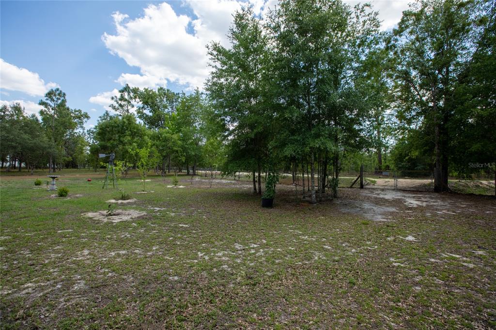 5670 Acadia Street Keystone Heights, FL 32656 - Photo 23 of 65 a view of a tree in a yard
