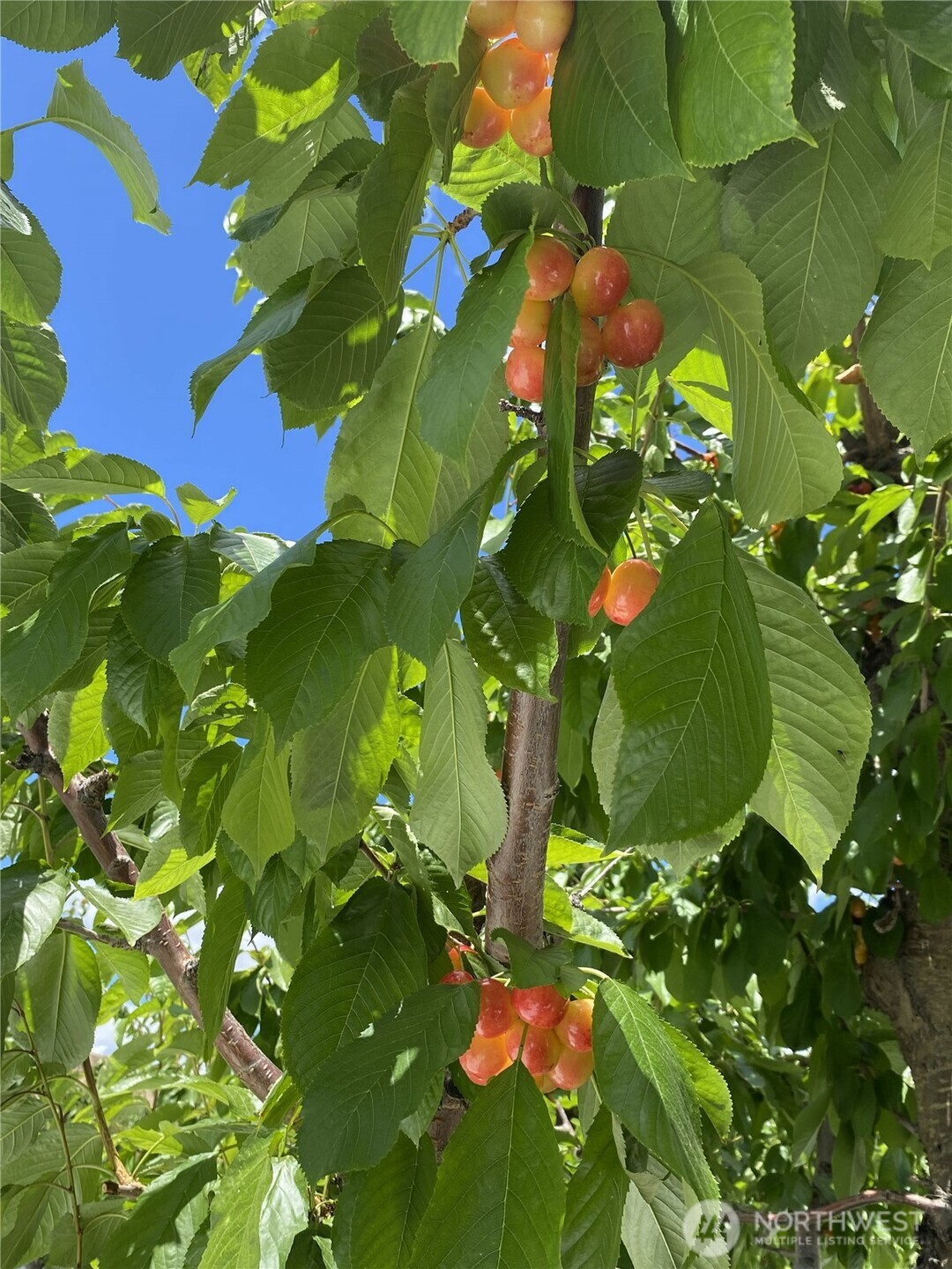 a view of flowers