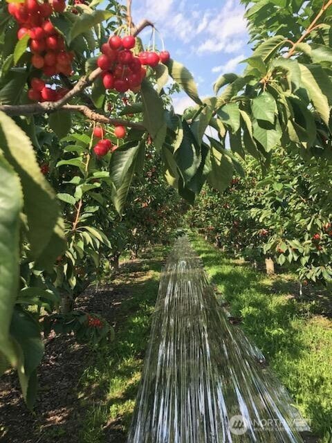 543 Jack Wells Road Bridgeport, WA 98813 - Photo 2 of 24 a picture of flowers