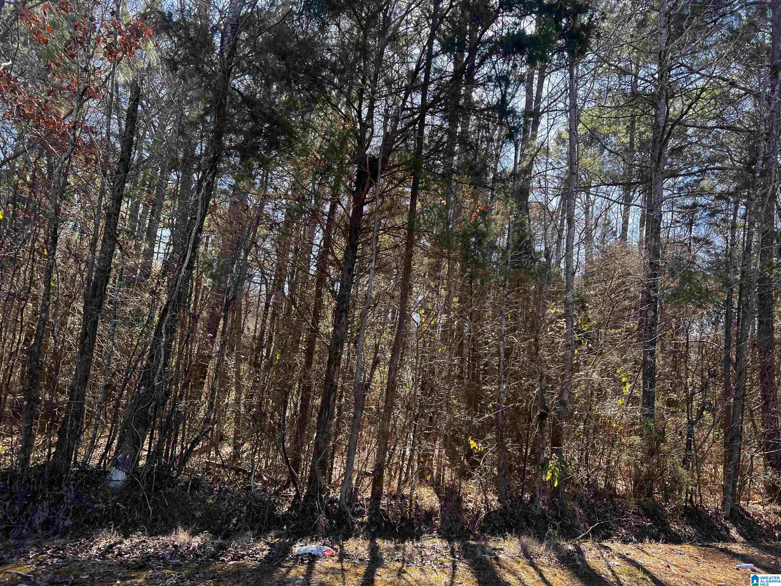 0 Wolf Creek Road North, Unit 10 ACRES Pell City, AL 35125 - Photo 10 of 15