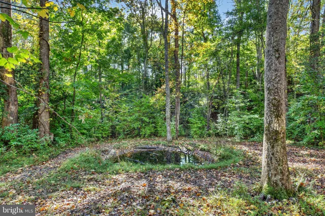 a view of a lush green forest