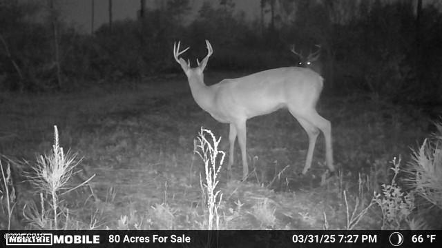 0 Bethlehem Road Cottondale, FL 32431 - Photo 26 of 28