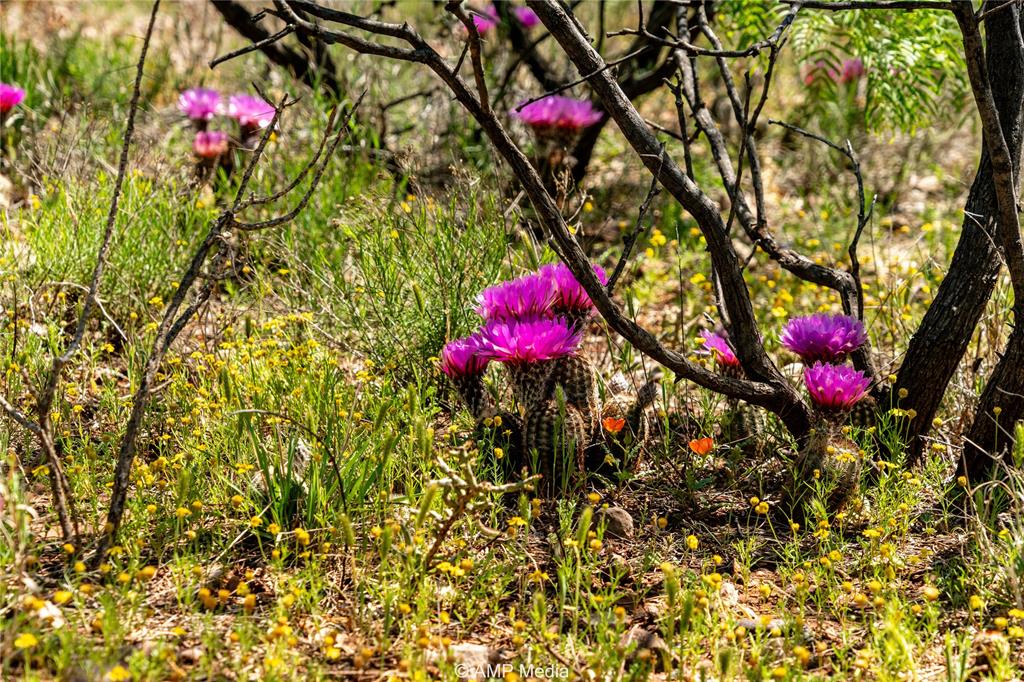 View of local wilderness