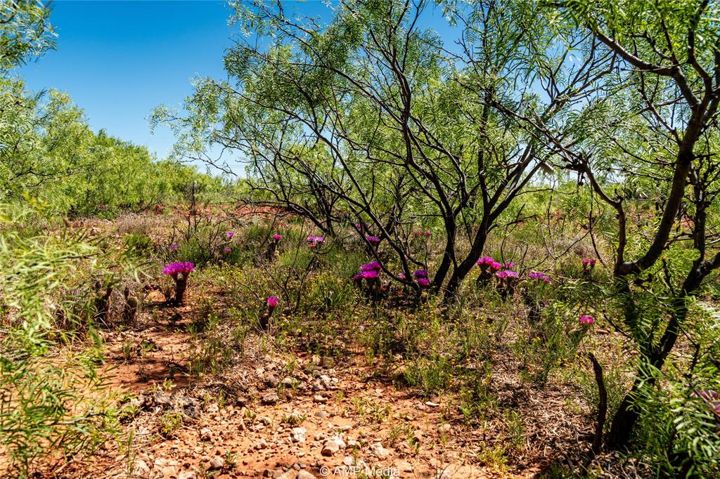 600 St Haskell Tx 79521 Haskell, TX 79521 - Photo 11 of 25 View of nature