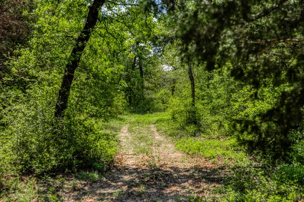 a view of a garden with plants