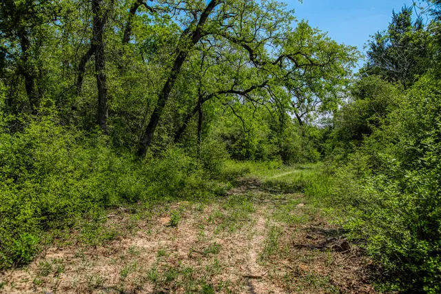 a view of a lush green forest