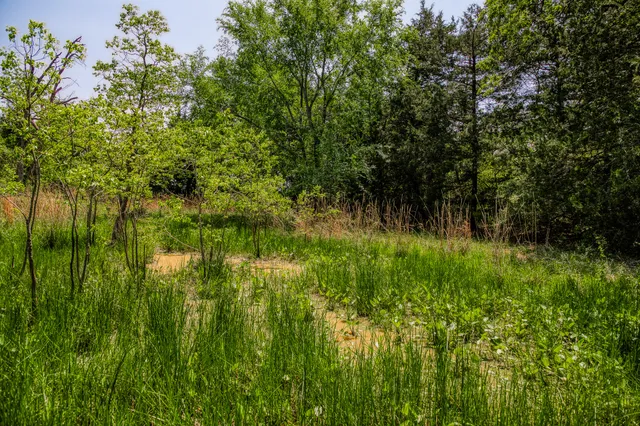 a view of a lush green forest
