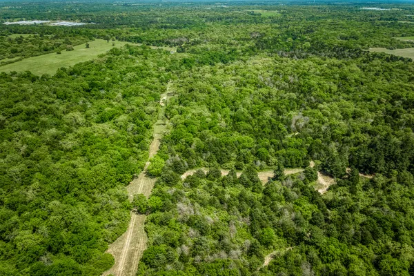 a view of a big yard with plants and large trees