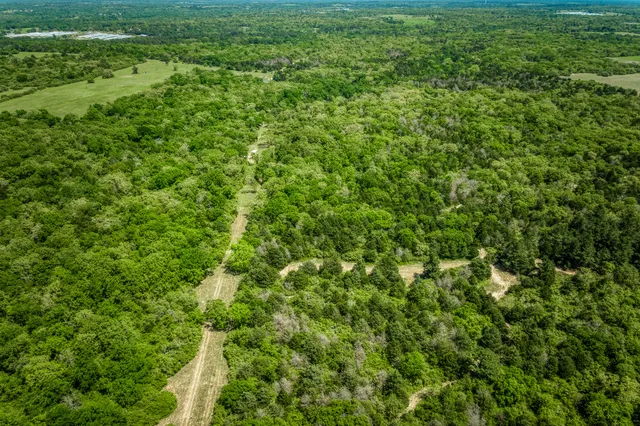 a view of a big yard with plants and large trees