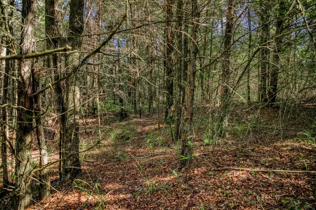 a view of a yard with plants and wooden fence
