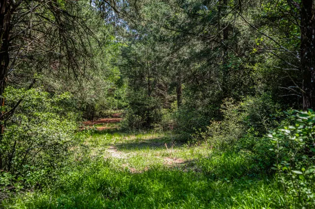 a view of a yard with plants and large trees