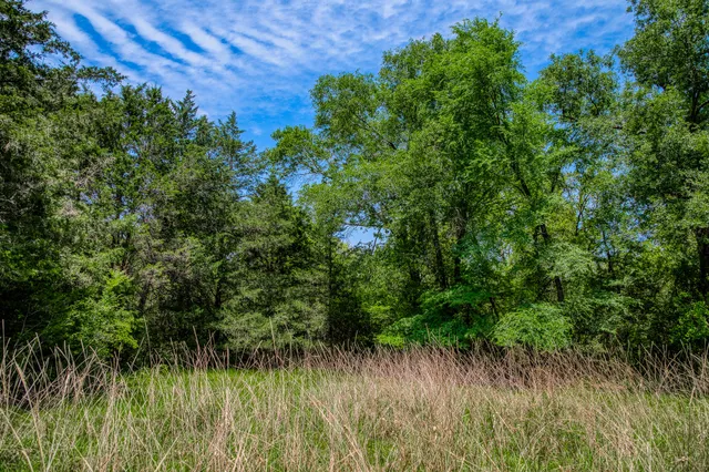 a view of a lush green space