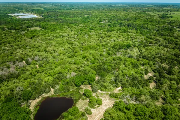 a view of a big yard with plants and large trees
