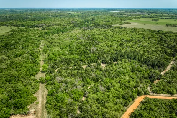 a view of a field with a tree