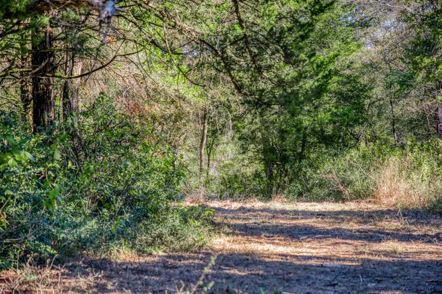a view of a yard with a tree