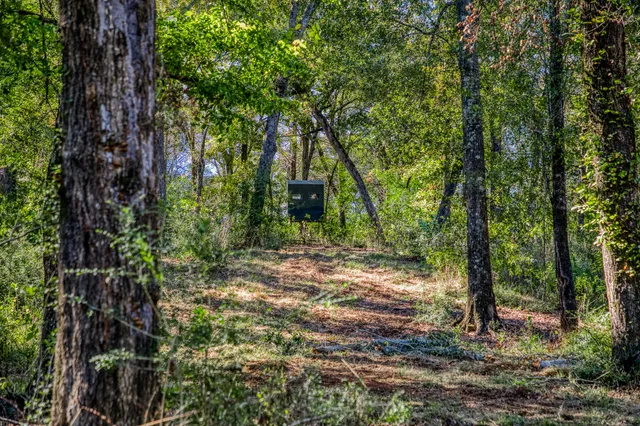 a backyard of a house with lots of trees