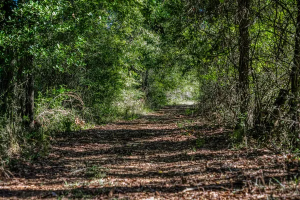 a big yard with lots of green space